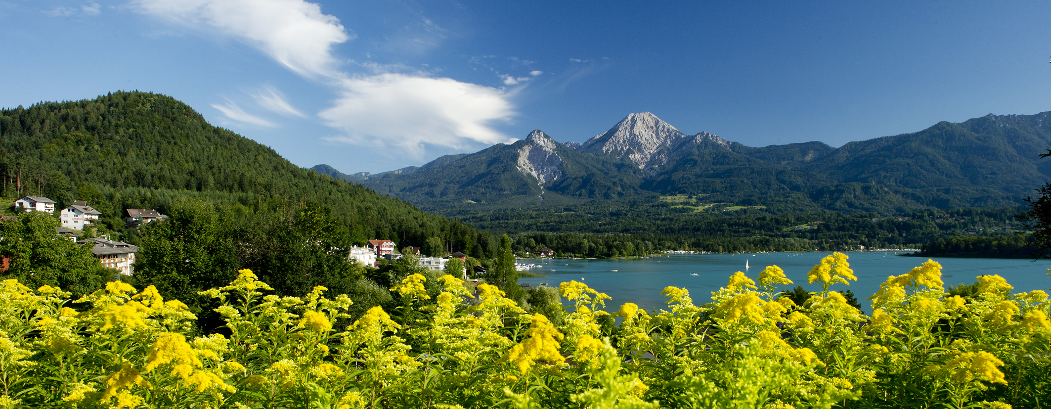 �n���ɗ��z�I�Ȋ��ȃI�[�X�g���A�암�̃P�����e���B