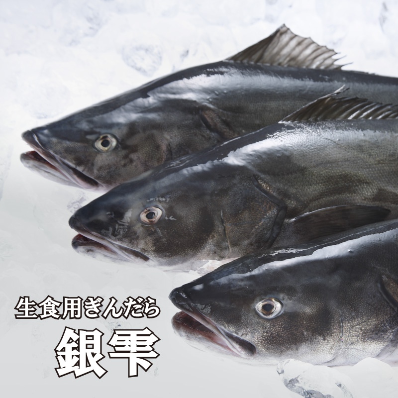 Ji_Y tbV 񂾂 ⎴() Z~hX 1 [200020]