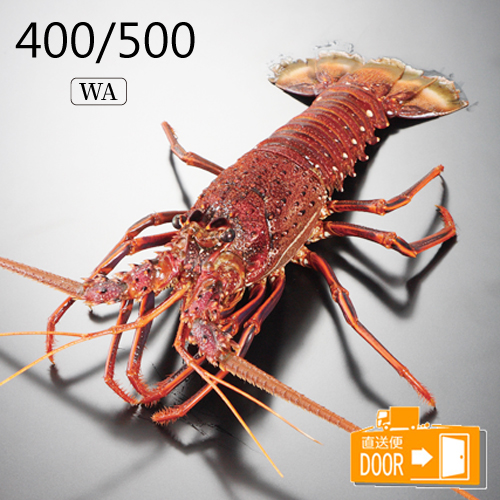 ���� �V�R �C�Z�G�r(���I�[�X�g�����A�Y) 400/500