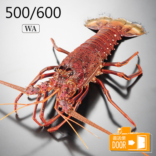 ���� �V�R �C�Z�G�r(���I�[�X�g�����A�Y) 500/600