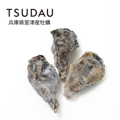 TSUDAU 生食用殻付き牡蠣/両貝テロワールオイスター L(約80g) 20粒入り